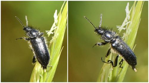 Enicopus sp.
